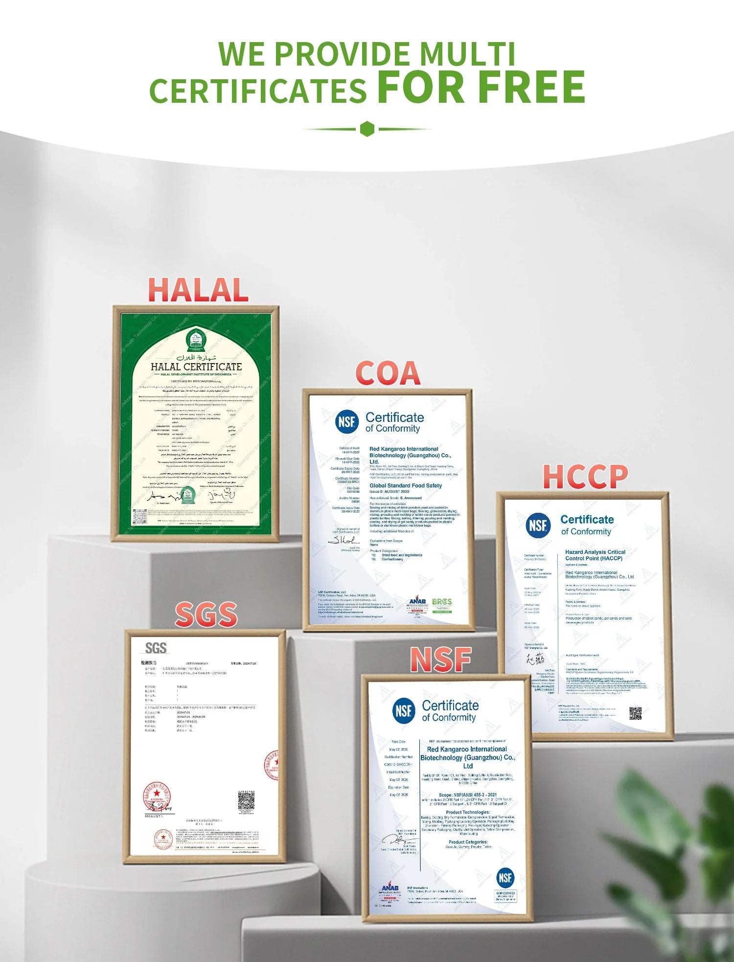 Mushroom Coffee Power Blend Daily